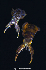 a couple of... nikon d2x 60mm macro.Lembeh strait by Puddu Massimo 
